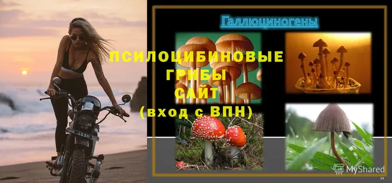 darknet формула  Кизел  Псилоцибиновые грибы Magic Shrooms  где купить наркоту 